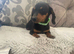 Dachshund puppy