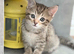 6 playful kittens ..ready 10th june