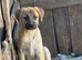 ️ KIRA – A Little Ray of Sunshine Looking for Her Forever Family ️