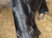 2 year old cob