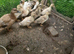 Call ducklings unsexed 8 of them.