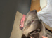 Cane corso 2 years old