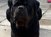 STUD only KC registered Rottweiler