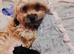 10 week old Chihuahua x shihpoo puppies