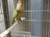 Hand raised baby lovebird available
