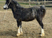 Welsh a yearling
