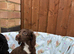 Stunning Cocker spaniel puppies