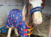 Stunning Cob Colt