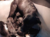 Lovely black Labrador puppies