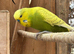 Pair of exhibition budgies