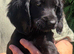 Gorgeous cocker spaniel pups