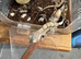Crested geckos