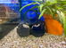 Thai Glass Catfish (Kryptopterus bichirrhis)