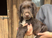 Kc cocker spaniel puppies