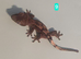 Cappuccino juvenile Crested geckos