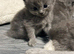 5 Beautiful british short hair kittens