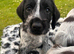 German Wirehaired Pointer Puppies