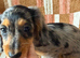 KC registered Miniature Long haired Dachshunds