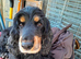 Show Cocker Spaniels