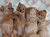 Cavapoo Bundles of Joy