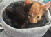 Witham Mixed bread shorthair kittens