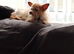 Male chihuahua