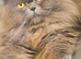 Proven Persian male cat for sale