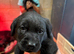 Stunning Black Boy Lab pup