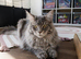 Entire male Maine coon