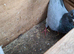 Breeder pair of racing pigeons for sale