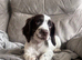 Sprocker spaniel