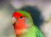 Lovely paired love bird