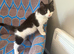 5 month old****Rehome Cat/Kitten