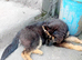 Germanshepherd  pup for Sale