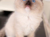 Ragdoll Kittens Pedigree Registered