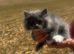 Absolutely stunning extremely fluffy grey and white Persian girl