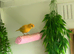 Beautiful Hen Canary &pound;20