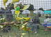 Budgies for sale