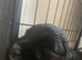 Gorgeous Sprocker Spaniel Puppies
