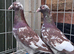 Meulman pair
