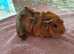 Guinea pigs for sale
