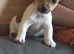 Jack Russell pups