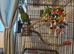 Tame hahns macaw