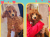 Toy poodle