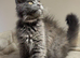 Available now! Last Two TICA Registered Maine Coon