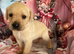 Labrador retriever puppies deposit secures