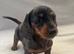 Stunning rainbow litter ready now