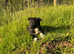 Border Collie Puppies