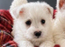 Adorable west highland terrier puppies