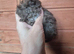 Quality Lunkarya x Abyssinian guinea pigs